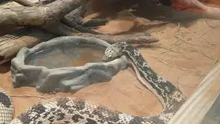 Animal of the Week: Miss Hiss