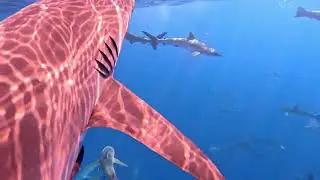 Shiver of silky sharks!