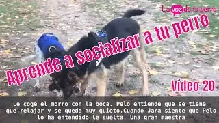 Cómo socializar a tu perro. Noviembre 17