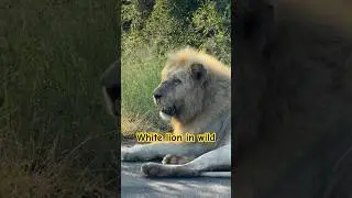 Casper the white lion in wild got injured 🤕 #wild #lion #shorts