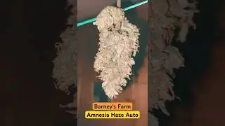 Barney's Farm - Amnesia Haze Auto #weed #outdoor #harvest