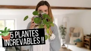 🌿 5 plantes d'intérieur INCREVABLES et faciles à entretenir !!! | tribulationsdanais
