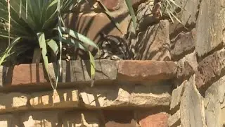 Athena the Owl named Austin&rsquo;s official owl ambassador