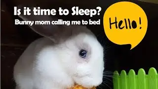 Fluffy Bunny hops to bed