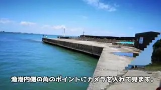 【水中映像】千葉県太東漁港魚探し【2019年5月30日】