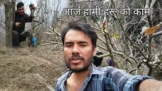Shimla ma nepali haru ko kam आज हामी हरु को काम 