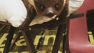 Lucia the Sloth visits Fox Run