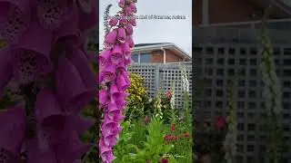 How to grow foxglove flowers #foxglove #shorts #shortvideo