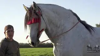 الفحل اللي دخل ل سوق الكفاف يوم الاربعاء و تعطات فيه 5 مليون ونص و ردو للدار