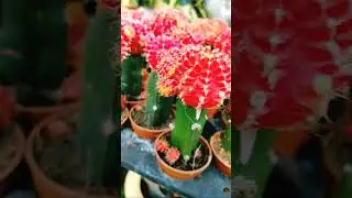 Red Cactus Plants #shorts