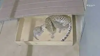 Amur leopard cubs at 6 weeks old