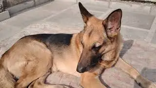 German shepherd dog aggressive hote Hain ?😳#dog #dogs#jermanshepherd #pets#vlog @payalmalikvlogs7 