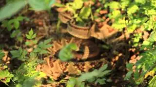 Crotalus simus