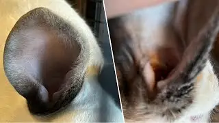 Ear Mite Scab & Canker: What it Is and What to Do