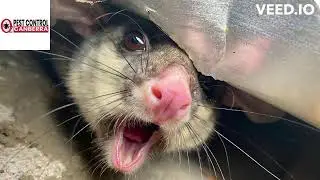 Rodent Control Canberra | OZ Pest Control Canberra | Pest Control Company Canberra