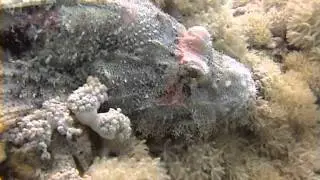 ronimo 3