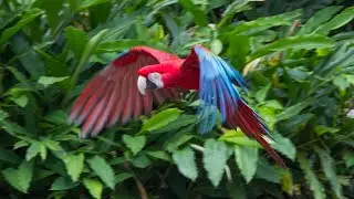 Wild Skies Free Flight Bird Show at Currumbin Wildlife Sanctuary - 2018