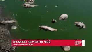 Oder River Disaster: Fish Die-off on Polish-Czech Border - Over 1360kg of Dead Fish