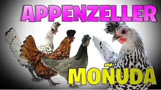 Appenzeller Mo&ntilde;uda Una Raza muy productiva.