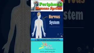 Peripheral Nervous System Explained in 60 Seconds | Nervous System Basics