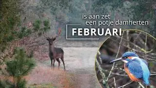 #91 - FEBRUARI - is aan zet, een potje damherten