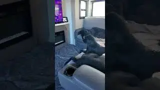 Living in an RV with 6 Dogs | Full-Time RV Life #puppy #rvlifewithdogs #FullTimeRVLiving