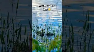Under the gentle sun, life&rsquo;s tender dance begins. 🦆✨ #shorts #duck #birds #lake