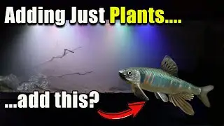 Can We Fix This Tank WIth Just Plants and a Rare Fish?