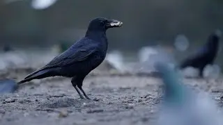 Sony A7V HD 240 FPS Slow-Mo