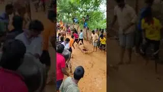 Khillar Bull on Fire 🔥#Shorts #Jallikattu #chittoorjallikattu #jallikattutraining