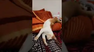New sleeping pose👀😻😂 #cat #catshorts #catlovers #cats #catsleeping #catvideos #catfunny #cutecats