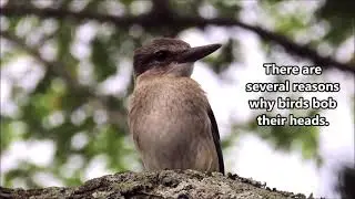 Why do kingfishers bob their heads?