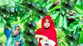 Cherry Shake By Mountain Taste