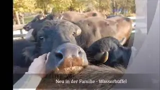 Wasserb&uuml;ffel im Odrintsital