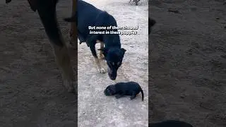 We Spent Hours Trying to Find a Mother Dog... Hoping For a Miracle.