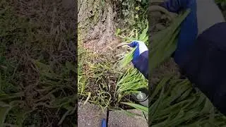 Pulling Onion Weeds: A Guide to Effective Weed Removal #HandPullingWeeds #OnionWeeds #WeedRemoval
