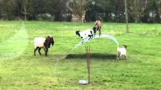 Ultimate Goat Balancing Act on Bendable Steel - Hilarious