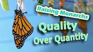 Raising Monarchs - Quality Over Quantity (Help The Monarch Butterfly)