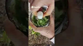 Watch This Celery Transformation: From Chopped to Pureed!