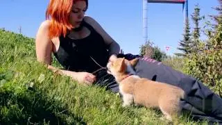 9 Week Old Corgi Puppy in Dawson Creek