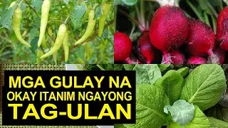 Part 1 I Mga Gulay Na Okay Itanim Ngayong Tag-ulan