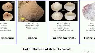 List of Mollusca of Order Lucinoida. codakia lucina cardiolucina diplodonta ctena pillucina myrtea