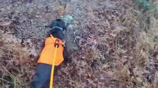 Pickles takes a nature walk