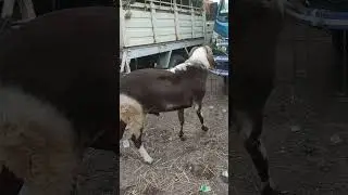top #quality#kenguri#sheep# sindnur market