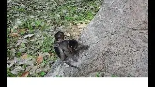 Very worry two Small baby monkeys, Jessie and Sweetie fall down cos wrong by them Self.
