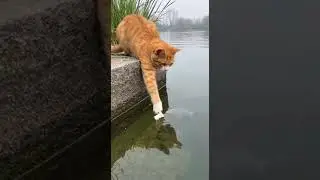 แมวตัวนี้ฉลาดมาก ใช้ขนมปังล่อปลาจับแบบง่ายๆเลย  #animals #cat #shortvideo