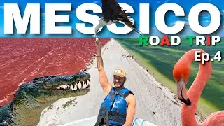 R&Iacute;O LAGARTOS: il lato SELVAGGIO del Messico 🇲🇽 | Las Coloradas in barca (BEST TOUR) 