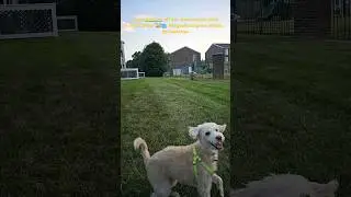 Luna showing off her slow-motion stick fetch skills! 🐕🥏 #쇼츠 #fetch #slowmotion #shorts #dog  #pets