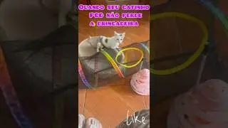 MINI PCD #gatosfofos #cat #petsfofinhos #gatinhosdivertidos #gatos #pets #cutecatshorts