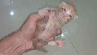 Orphan Kitten Had Started To Walk And He Is Proud Of Himself